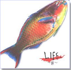 LIFE&nbsp;�`�w�`�^�I���j�o�X&nbsp;�W���P�b�g