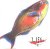 LIFE�`�w�`�^�I���j�o�X?�W���P�b�g